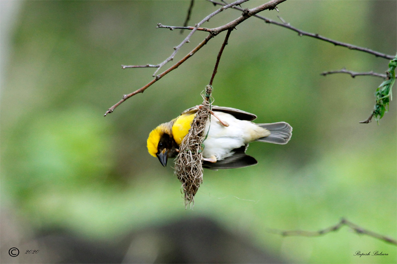 baya weaver